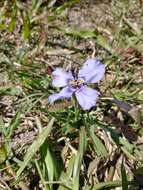 Herbertia darwinii Roitman & J. A. Castillo的圖片