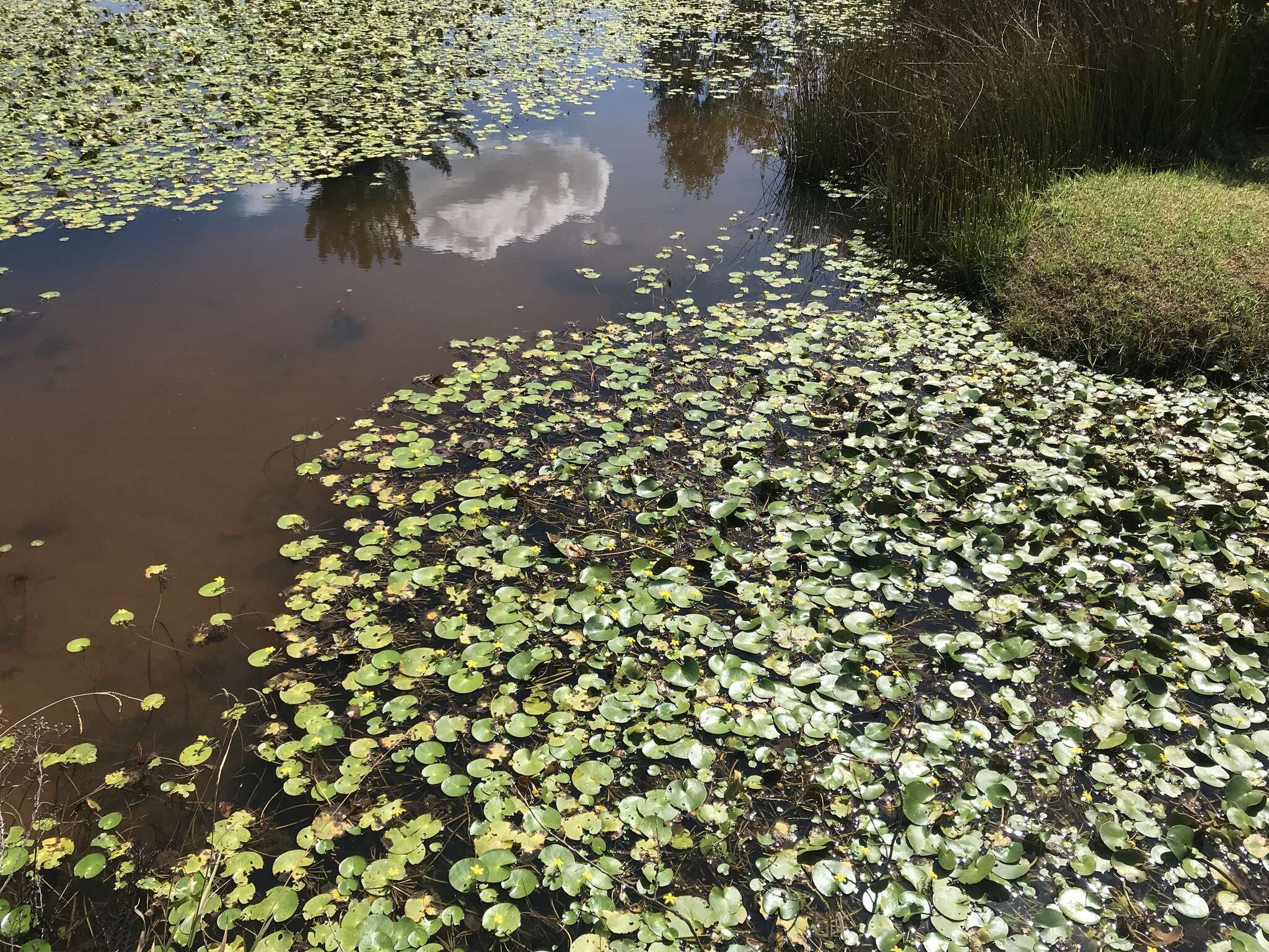 Image of Nymphoides thunbergiana (Griseb.) Kuntze