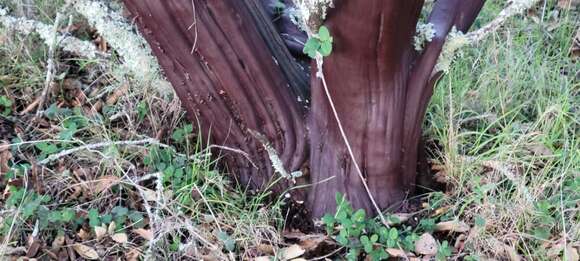 Image of Stanford's manzanita