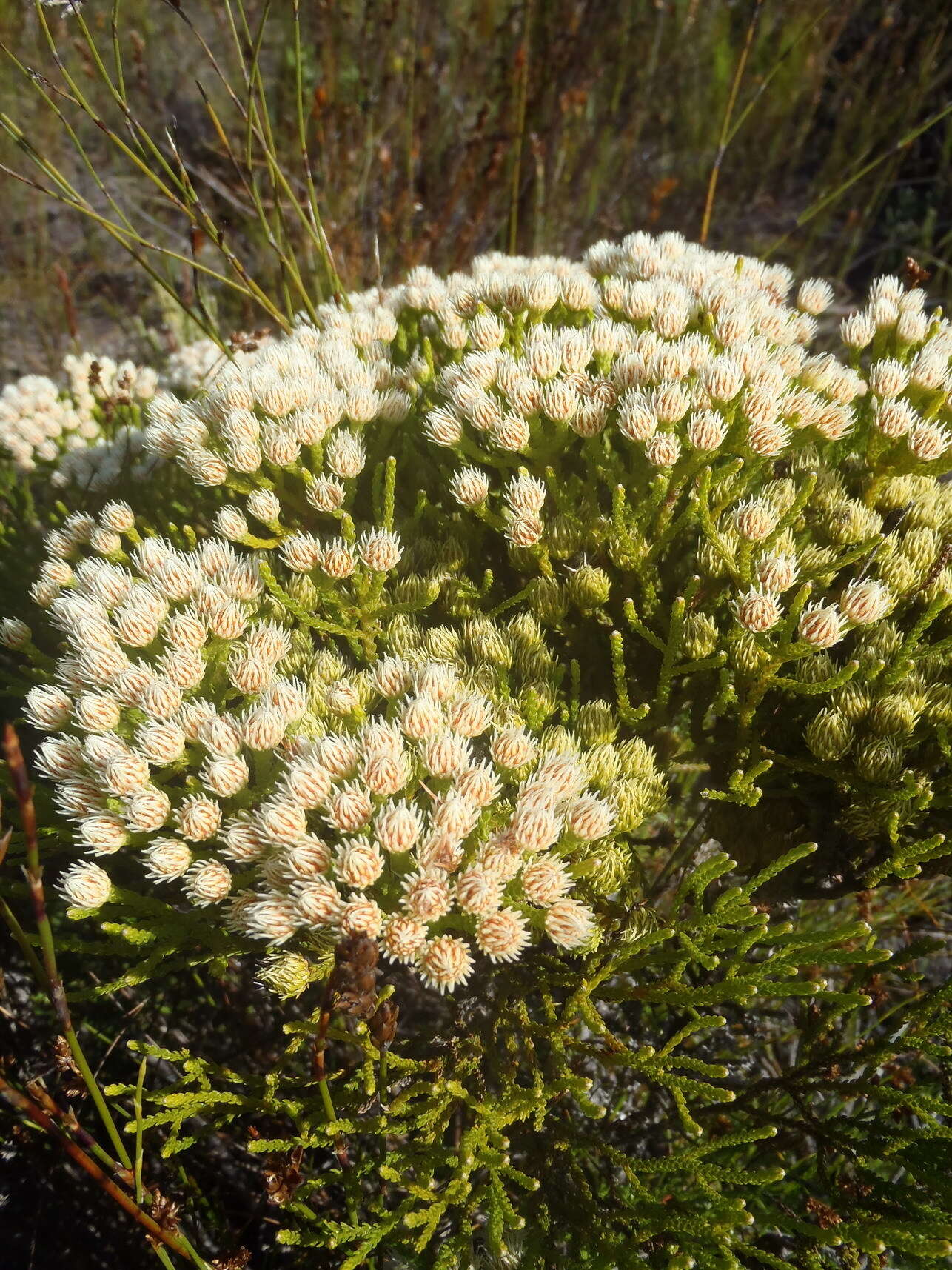 Image of Brunia paleacea Berg.