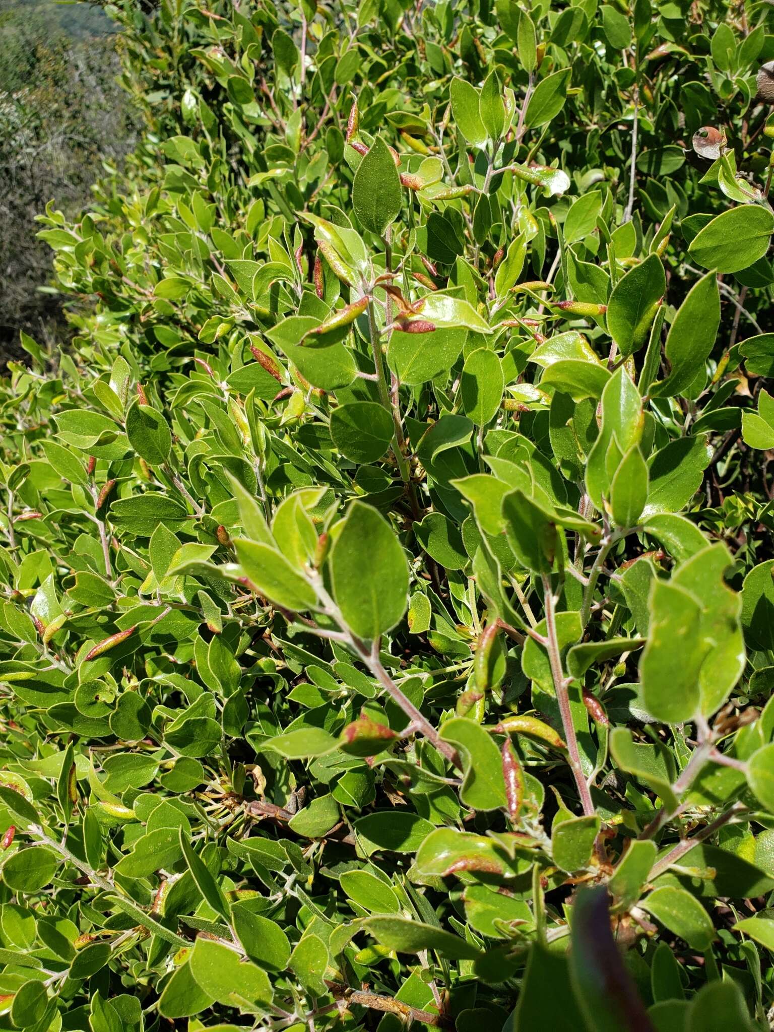 Sivun Arctostaphylos manzanita subsp. laevigata (Eastw.) Munz kuva