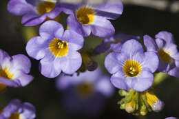 Image of Fremont's phacelia