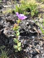 Image of Nuttall's Meadow-Beauty