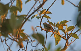 Image of Grey-eyed Bulbul