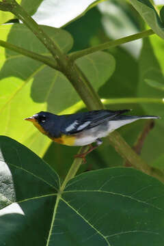 Image of Northern Parula