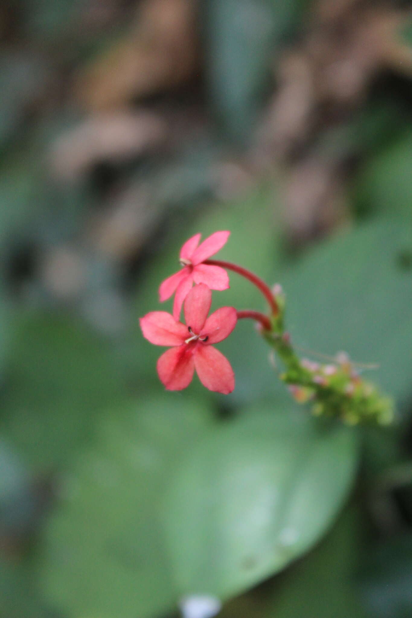 Image de Ruspolia seticalyx (C. B. CI.) Milne-Redh.