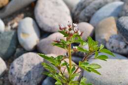 Imagem de Polanisia dodecandra subsp. dodecandra