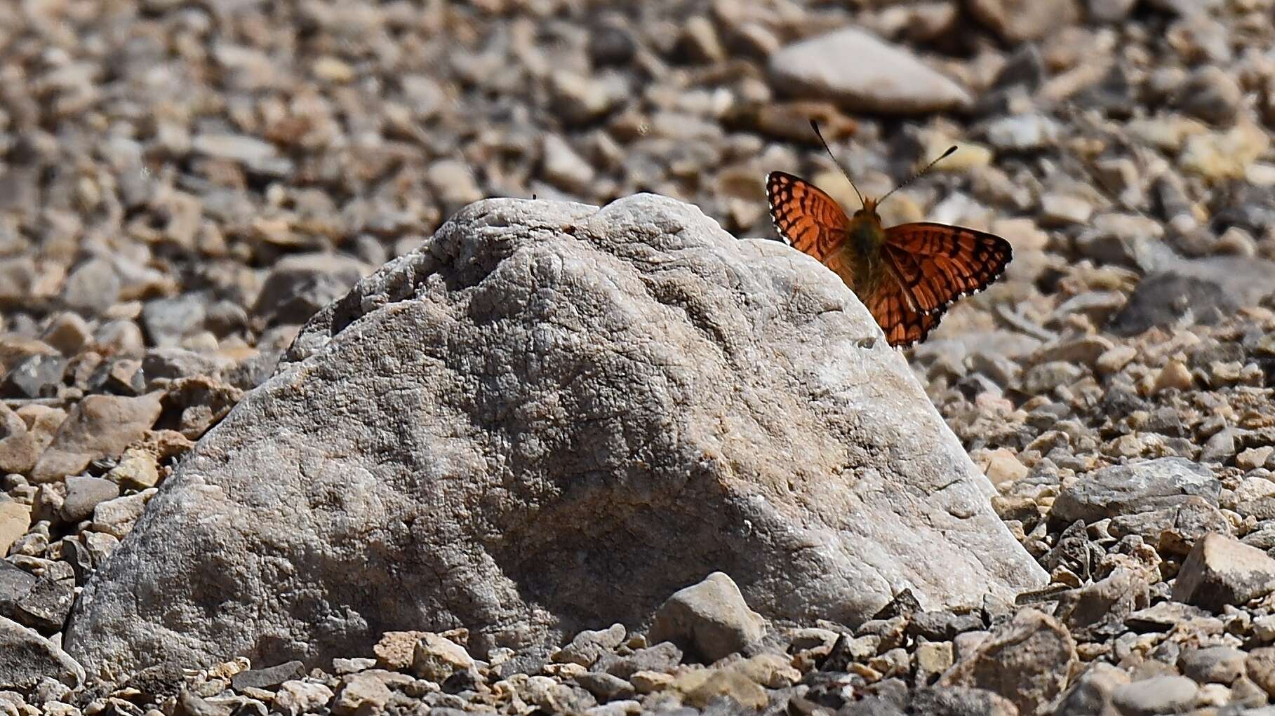 Image of Sagebrush Checkerspot