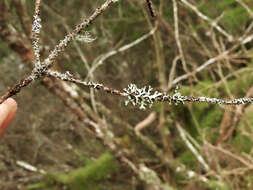 Image of sinuous hypotrachyna lichen