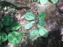 Image of prayerplant