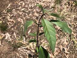 Image of Clerodendrum tomentosum (Vent.) R. Br.