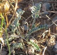 Image of Astragalus incanus L.