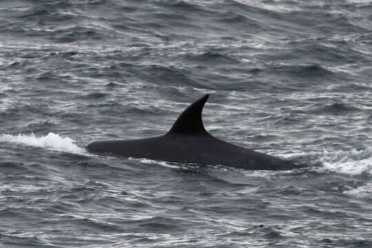 Image of Coalfish Whale