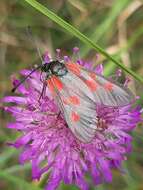 Image of Zygaena cynarae Esper 1789