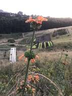 Image of Leonotis ocymifolia var. raineriana (Vis.) Iwarsson