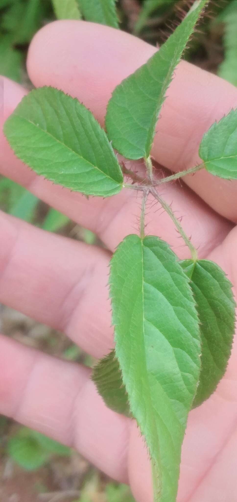 Image of <i>Rubus erythrocladus</i>