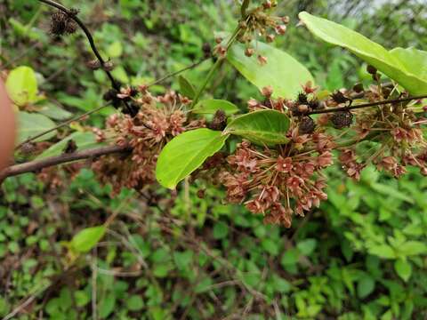 Imagem de Tylophora dalzellii Hook. fil.