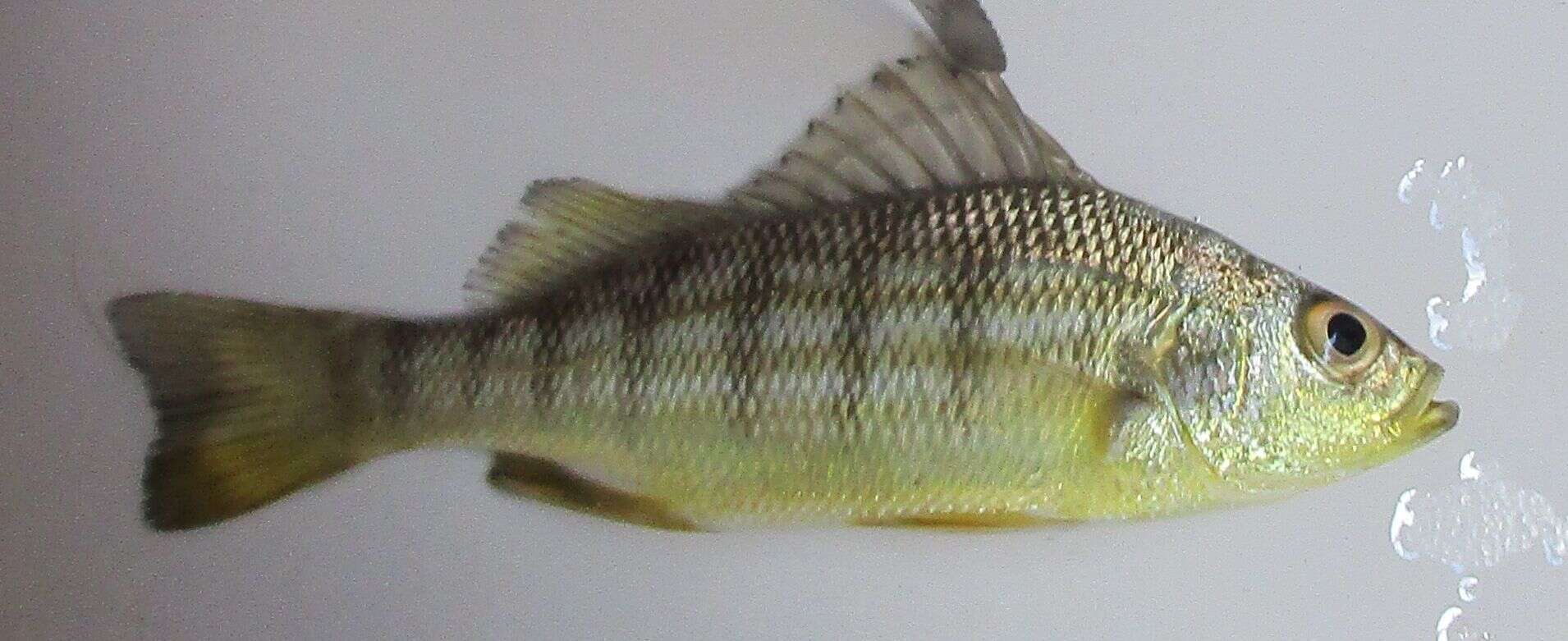 Image of Barred Grunt