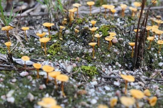 Image de Lichenomphalia chromacea (Cleland) Redhead, Lutzoni, Moncalvo & Vilgalys 2002