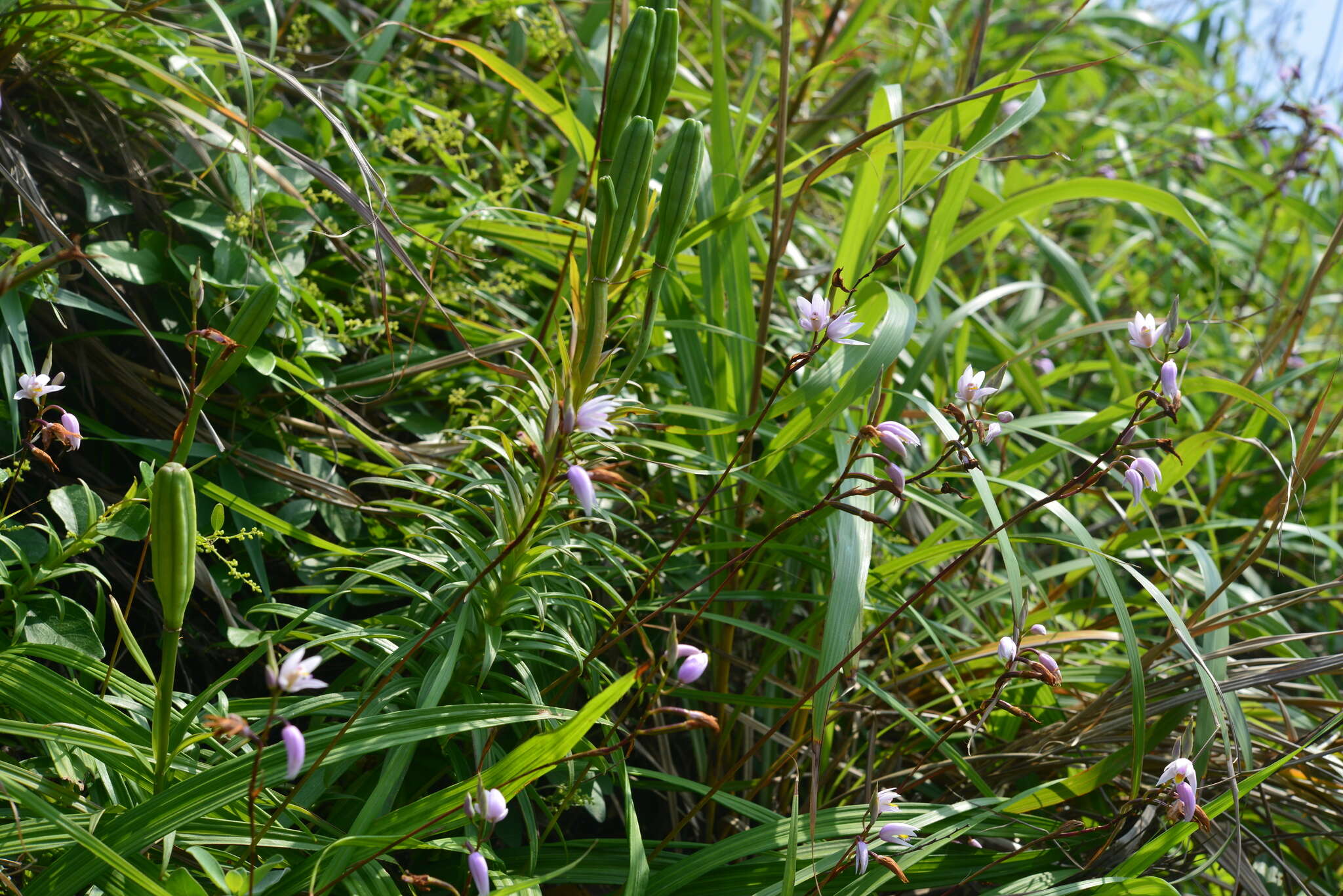 Image of Bletilla formosana (Hayata) Schltr.