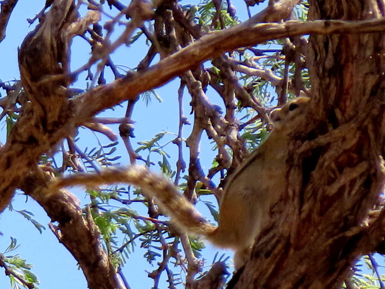 Image of Congo Rope Squirrel