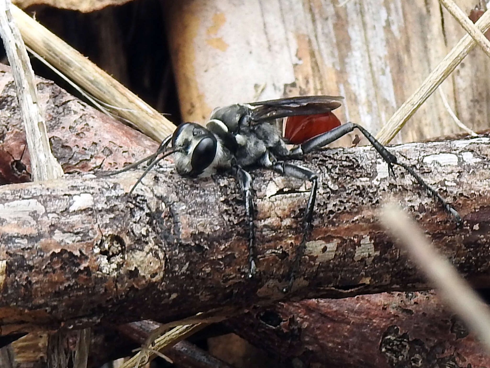 Image of Mud dauber