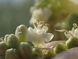 Image of Peninsular beargrass