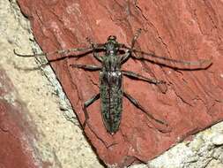 Image of Spined Oak Borer