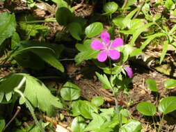 Image of marsh cranesbill