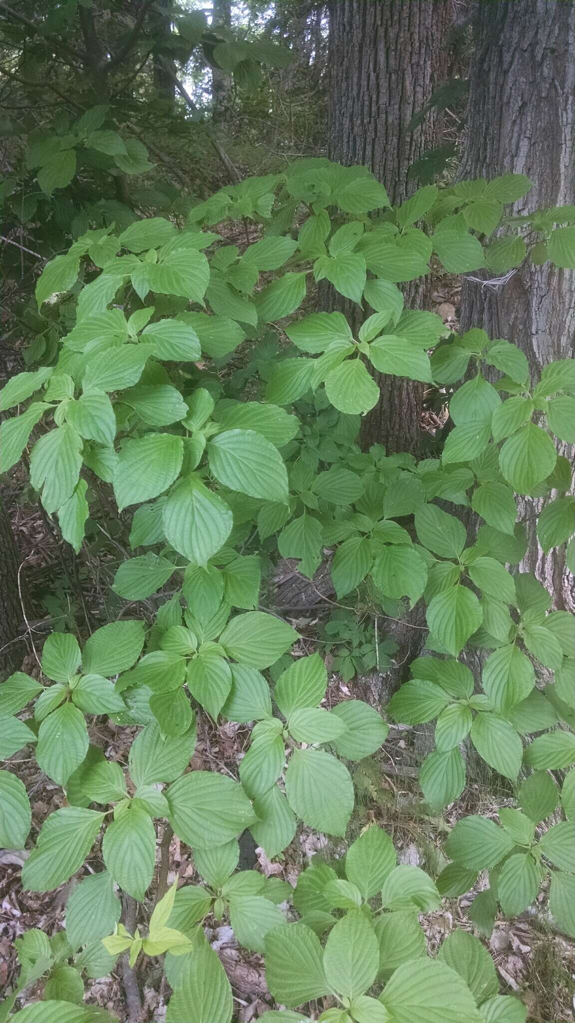 Image of alternateleaf dogwood