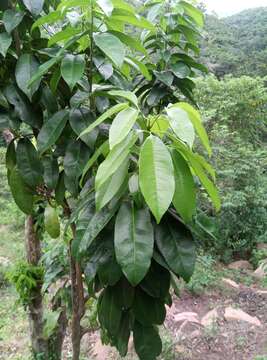 Image of Twin-berry tree