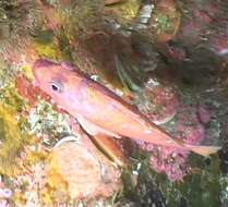 Image of Rosy rockfish