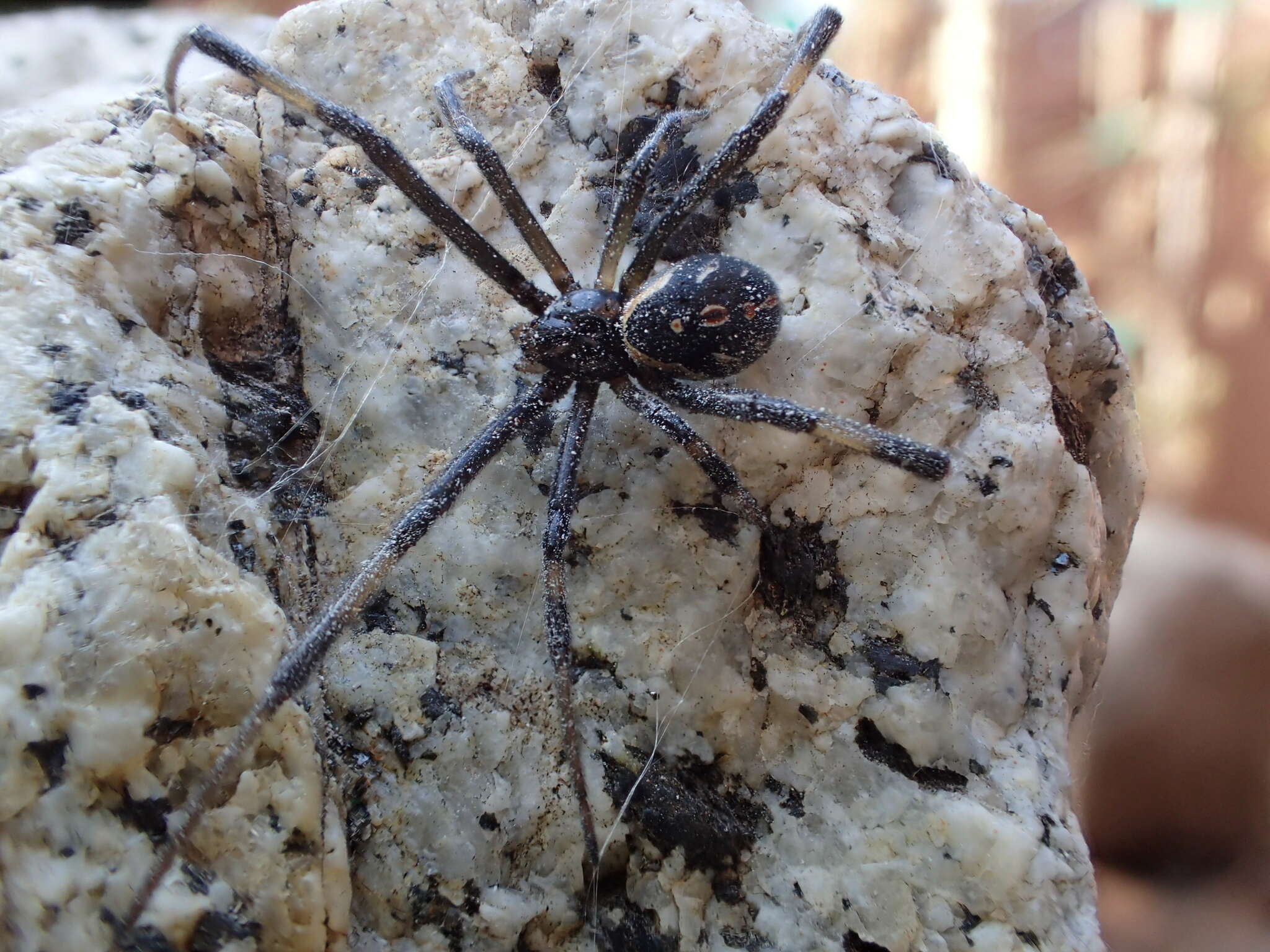 Latrodectus hesperus Chamberlin & Ivie 1935的圖片