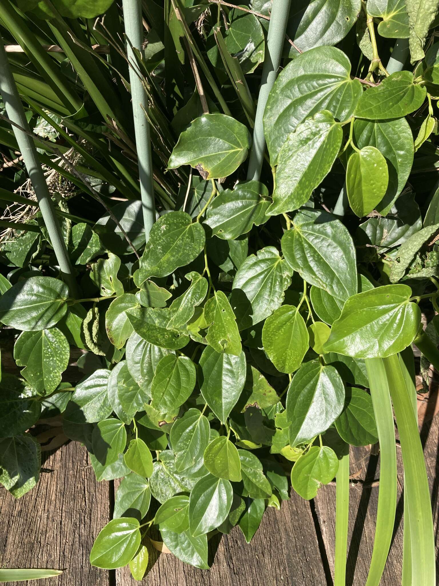 Image of Australian pepper