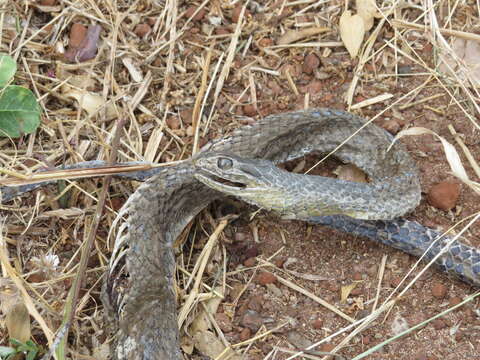 Слика од Cubophis cantherigerus (Bibron 1840)