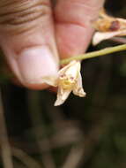 Image of Xylobium variegatum (Ruiz & Pav.) Garay & Dunst.