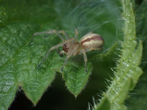 Слика од Cheiracanthium erraticum (Walckenaer 1802)