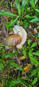 صورة Megalobulimus dryades Fontenelle, Simone & Cavallari 2021