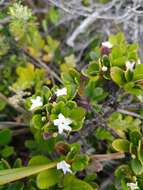 Alyxia buxifolia R. Br. resmi