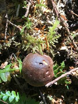 Слика од Gastroboletus turbinatus (Snell) A. H. Sm. & Singer 1959