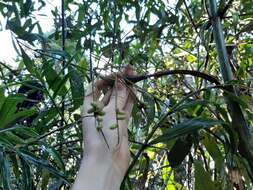 Image of Dypsis scandens J. Dransf.