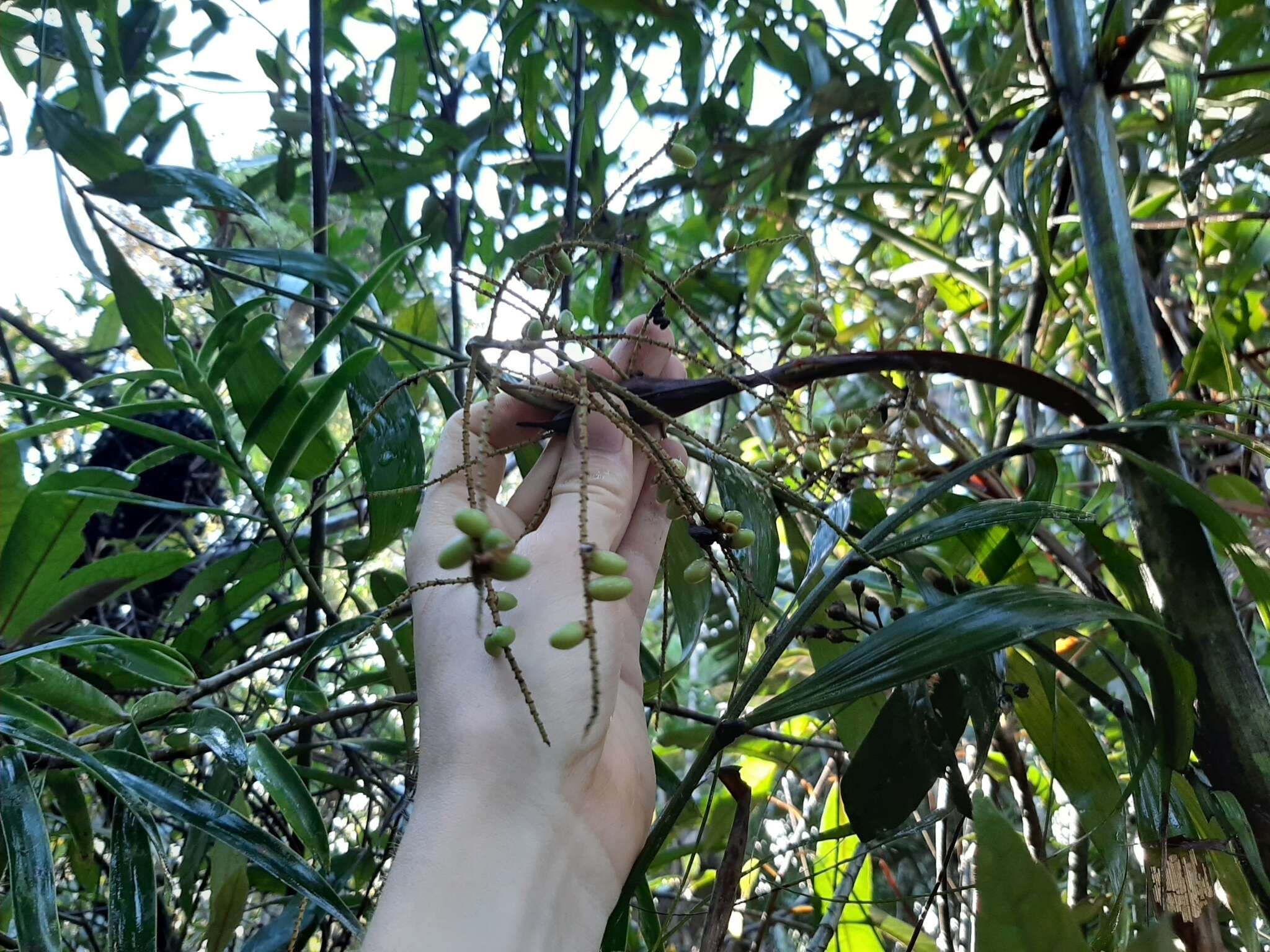 Image of Dypsis scandens J. Dransf.