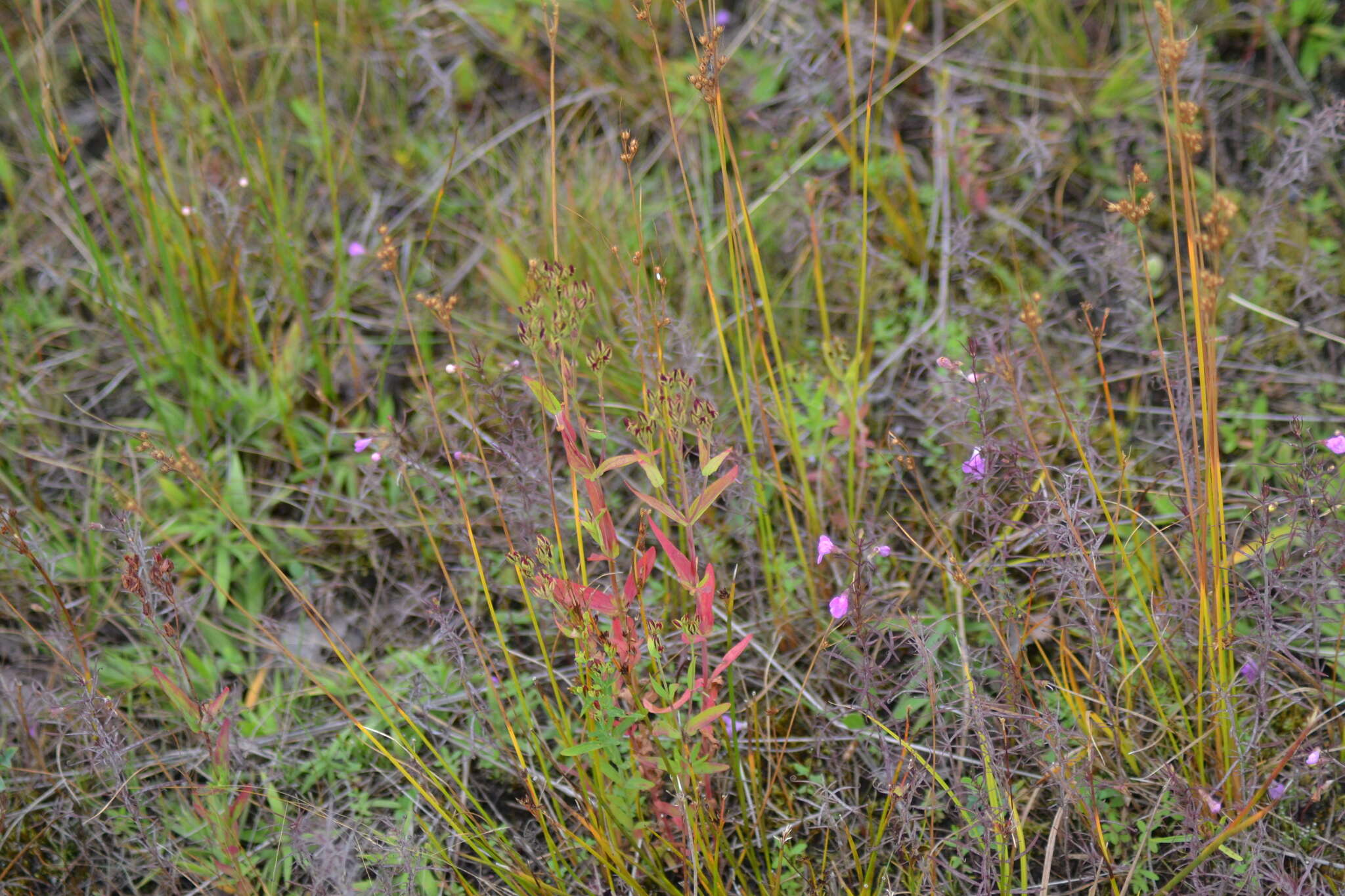 Image of large St. Johnswort