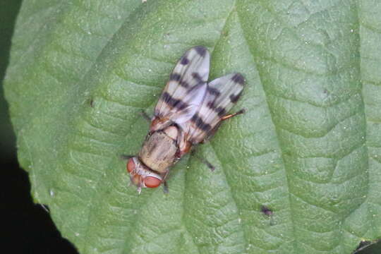 Image of Picture-winged fly