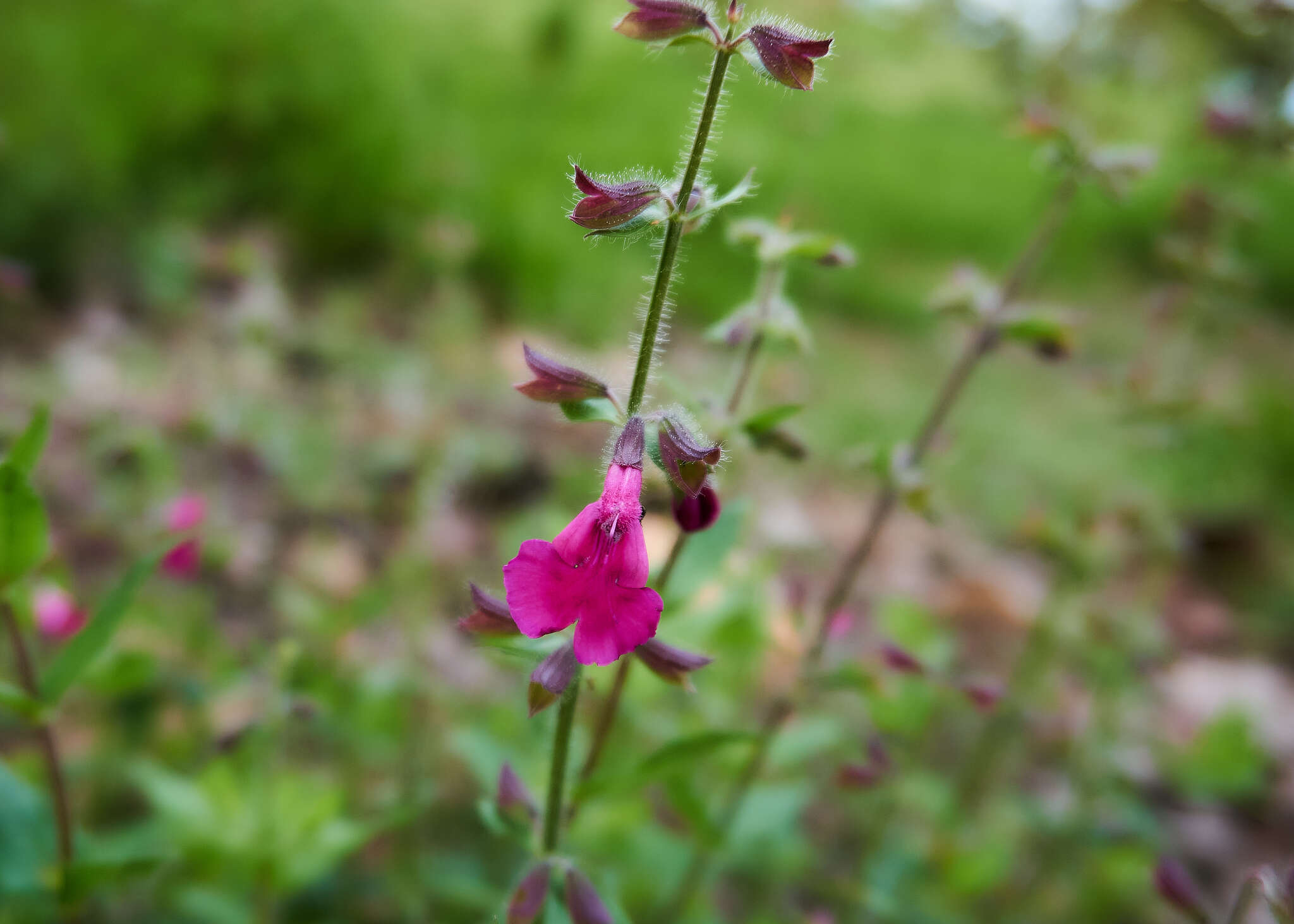 Image of Salvia angustiarum Epling