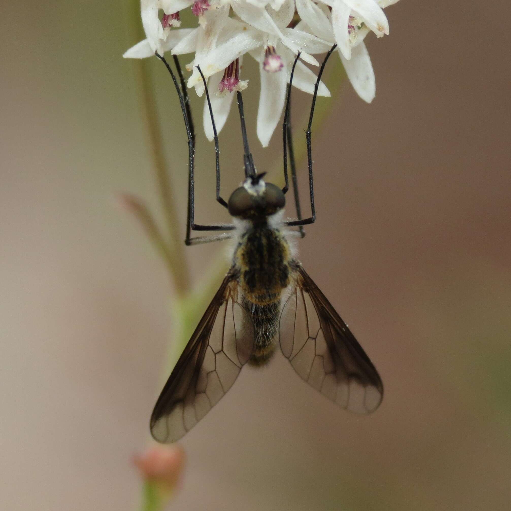 Image of Thevenetimyia speciosa Hall 1969