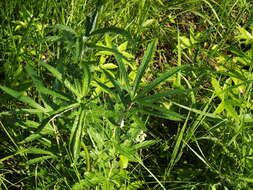 Image of Filipendula angustiloba (Turcz.) Maxim.