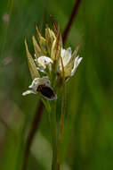 Image of Eulophia eustachya (Rchb. fil.) Geerinck