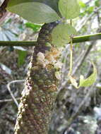 Sivun Anthurium grandifolium (Jacq.) Kunth kuva