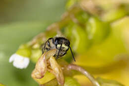 Andrena anisochlora Cockerell 1936 resmi